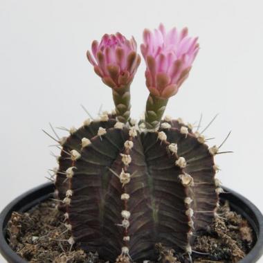 Gymnocalycium mihanovichii